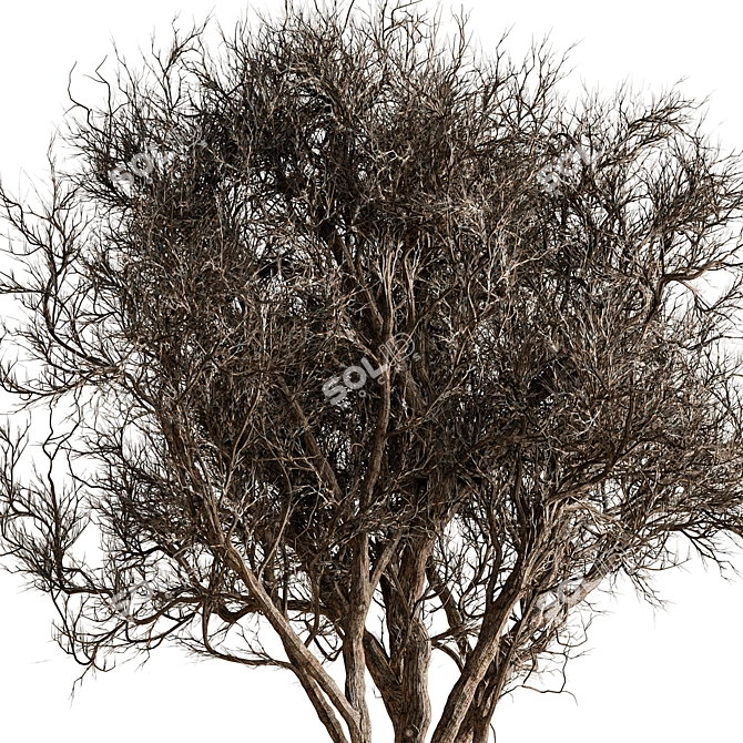 Desert Bloom Indoor Tree 3D model image 2