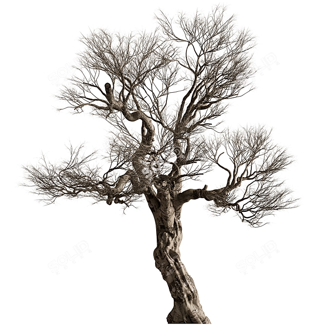 Ola Tree Dry Set#296 3D model image 1