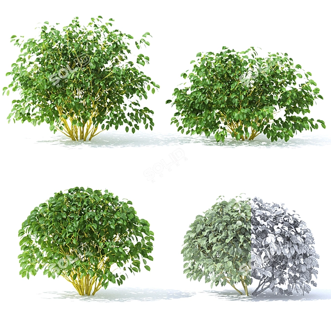 Flaviramea Dogwood 3D Models 3D model image 2