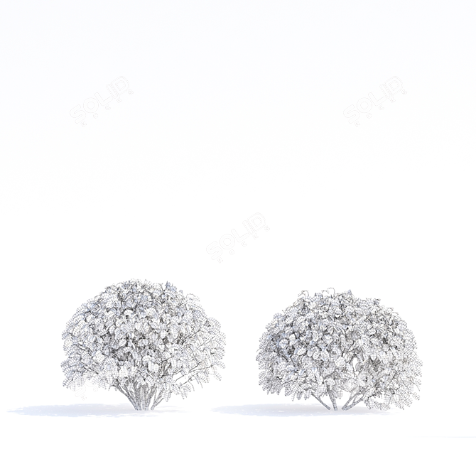 Flaviramea Dogwood 3D Models 3D model image 4