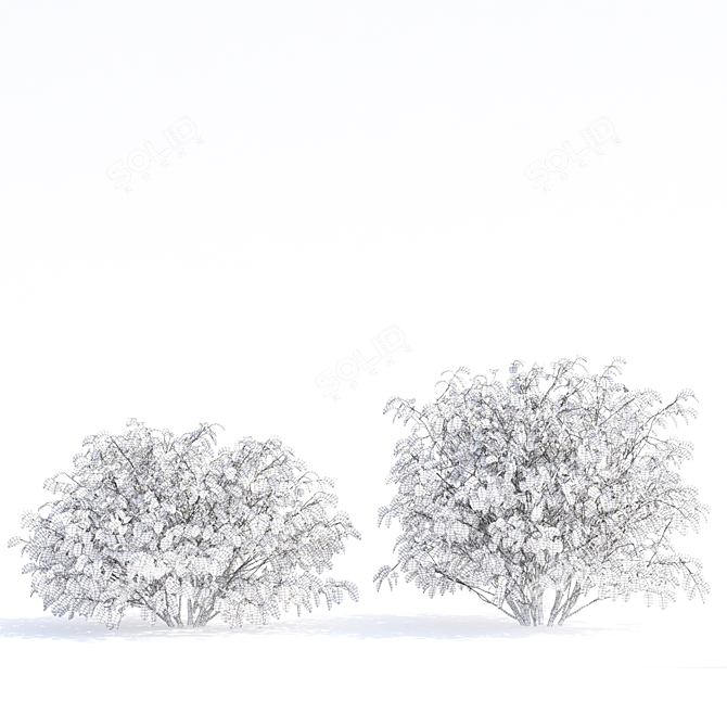 Flaviramea Dogwood 3D Models 3D model image 5