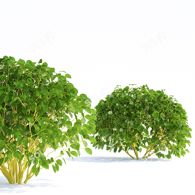 Flaviramea Dogwood 3D Models 3D model image 6