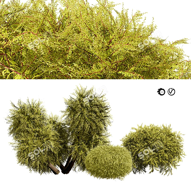 Golden Mop False Cypress 3D Model 3D model image 1