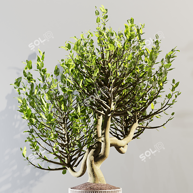 20cm Indoor Plant 3D Model 3D model image 8