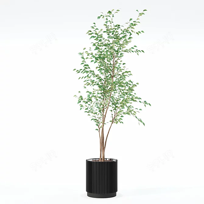 Modern Ficus Benjamina in Pot 3D model image 4