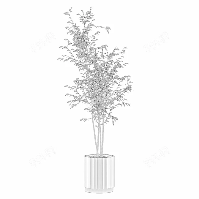 Modern Ficus Benjamina in Pot 3D model image 5