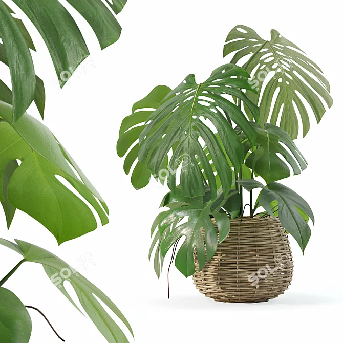 3D Monstera Plant Collection 170 3D model image 1