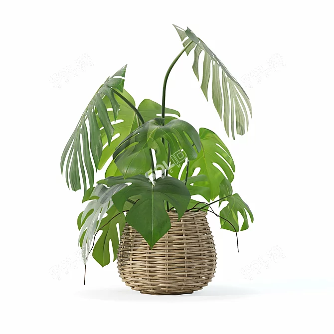 3D Monstera Plant Collection 170 3D model image 5