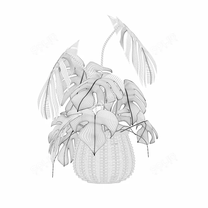 3D Monstera Plant Collection 170 3D model image 6