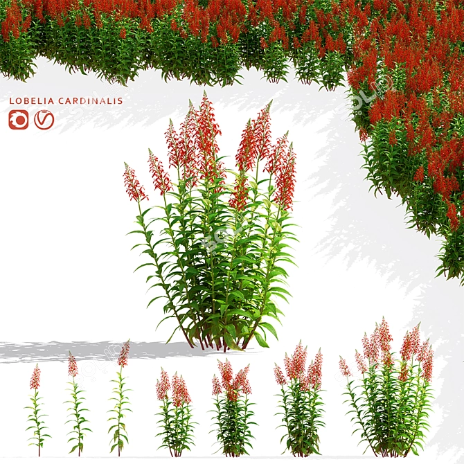 Lobelia cardinalis Flower Collection 3D model image 1