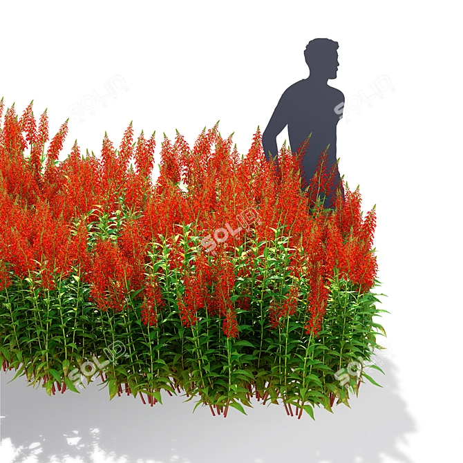 Lobelia cardinalis Flower Collection 3D model image 3