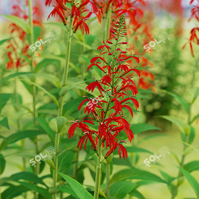 Lobelia cardinalis Flower Collection 3D model image 6