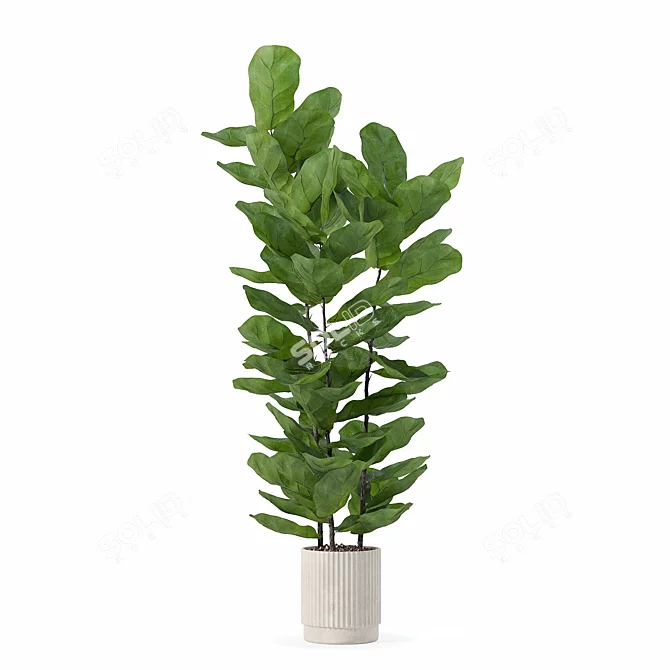 Modern Ficus Lyrata in Pot 3D model image 4