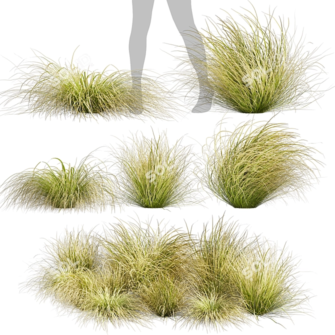 High-Quality Carex Comans Grass Model 3D model image 1