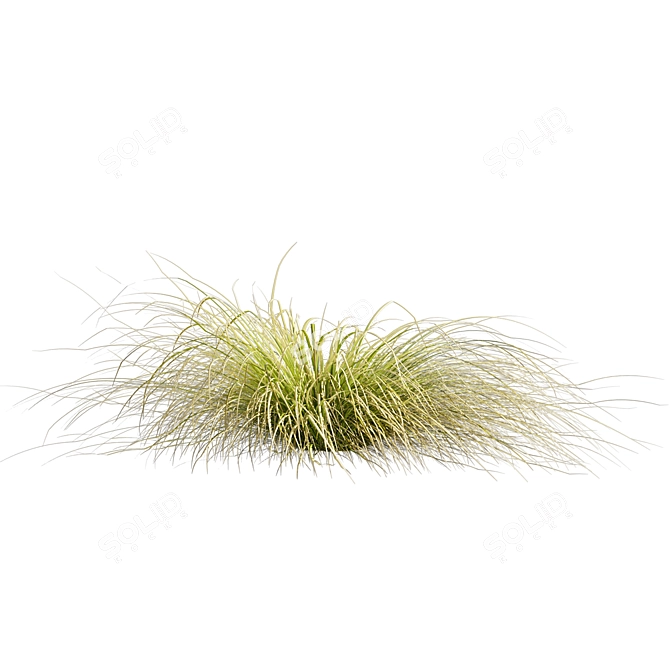 High-Quality Carex Comans Grass Model 3D model image 2