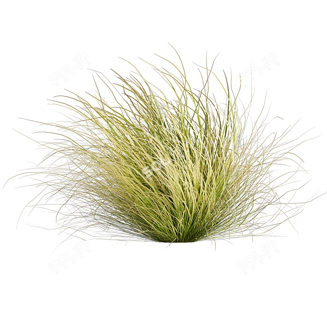 High-Quality Carex Comans Grass Model 3D model image 3