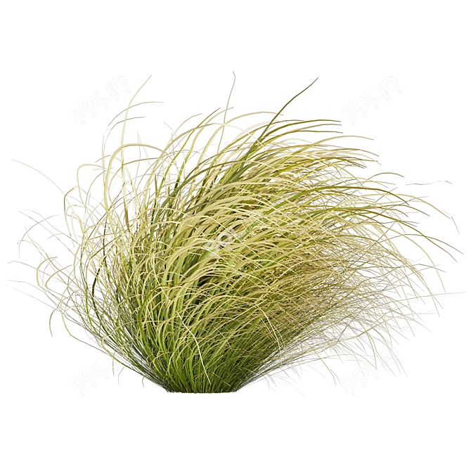 High-Quality Carex Comans Grass Model 3D model image 4