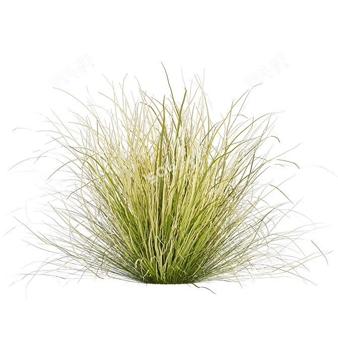 High-Quality Carex Comans Grass Model 3D model image 5