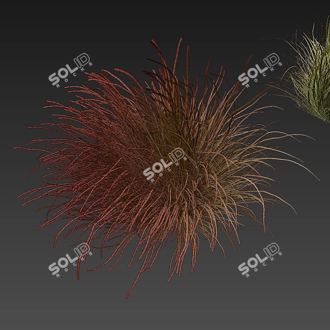 High-Quality Carex Comans Grass Model 3D model image 7