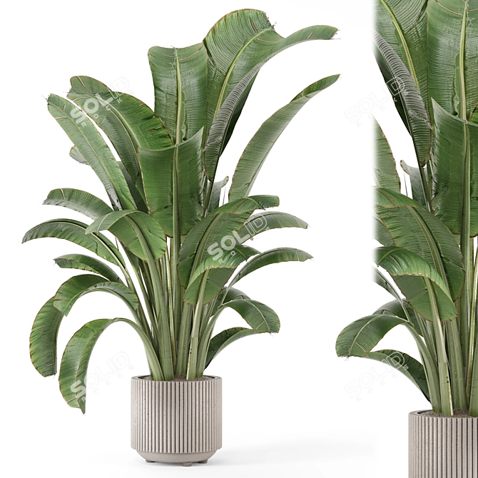 Bau Pot Large Indoor Plants 3D model image 1