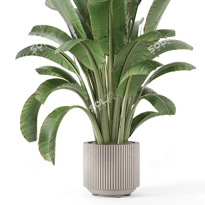 Bau Pot Large Indoor Plants 3D model image 2