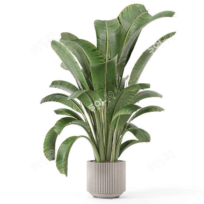 Bau Pot Large Indoor Plants 3D model image 3