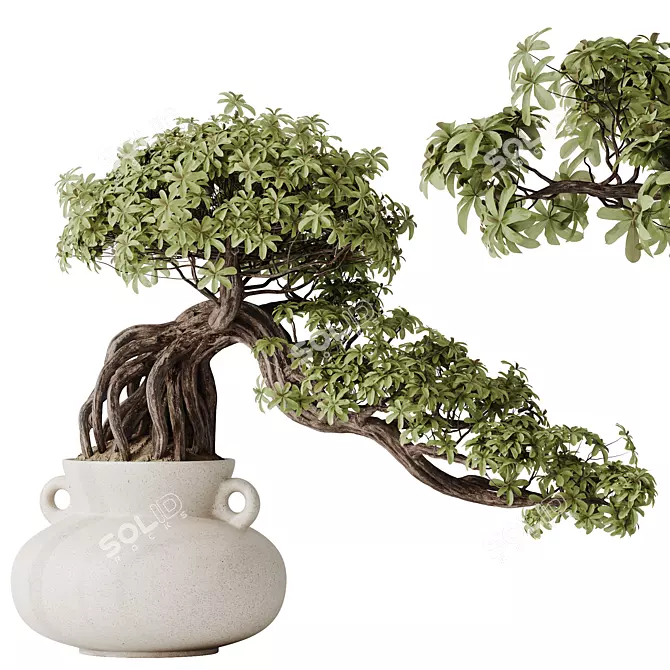 Glossy Ficus Retusa Bonsai Tree 3D model image 1