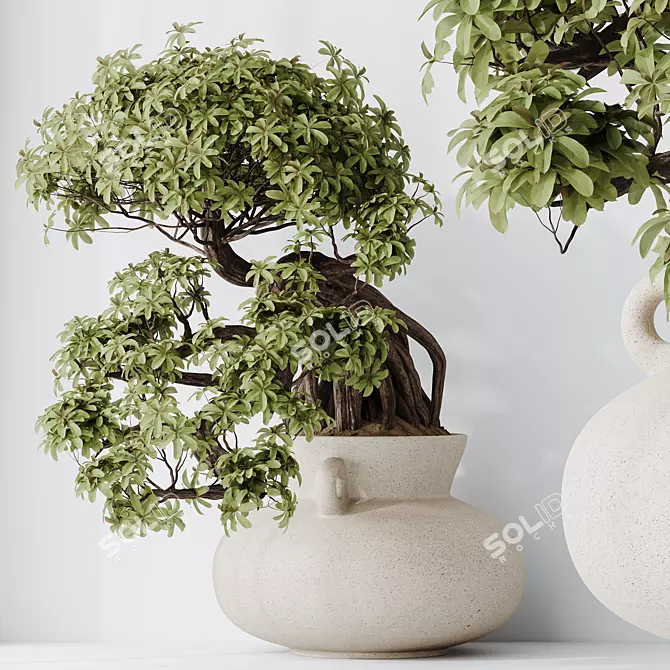 Glossy Ficus Retusa Bonsai Tree 3D model image 2