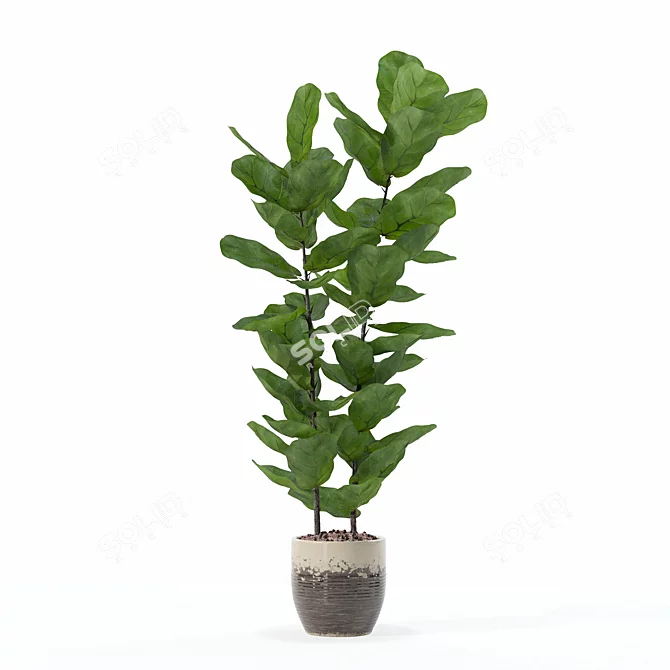 Lush Ficus Lyrata Plant	Collection 3D model image 3