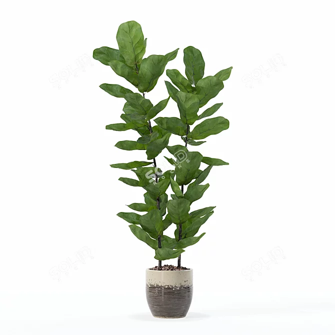 Lush Ficus Lyrata Plant	Collection 3D model image 4