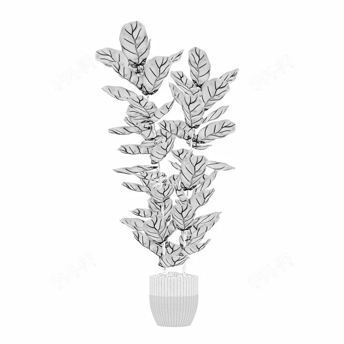 Lush Ficus Lyrata Plant	Collection 3D model image 6