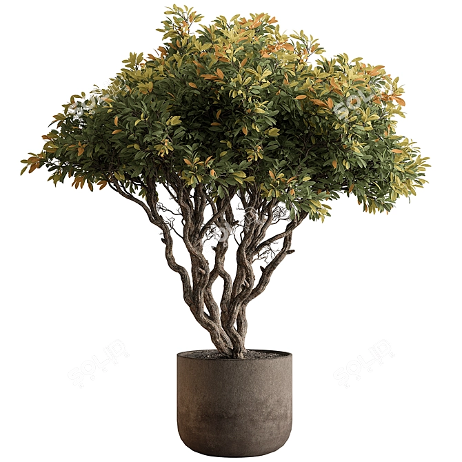 Autumn Tree Indoor Plant 3D model image 1