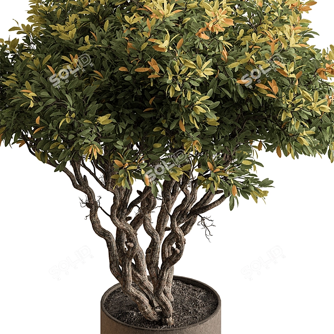 Autumn Tree Indoor Plant 3D model image 2