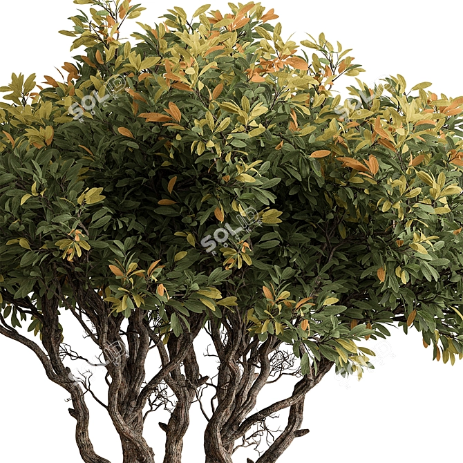 Autumn Tree Indoor Plant 3D model image 3