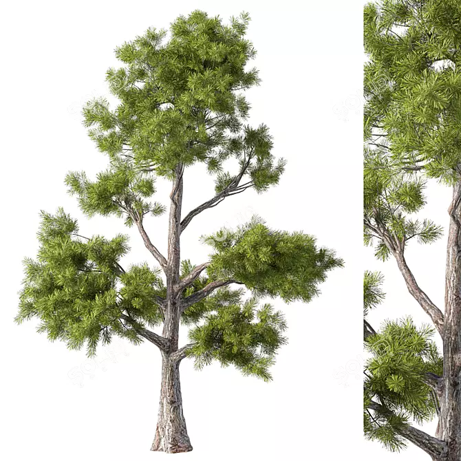 Nature's Majesty No.81 Tree 3D model image 1