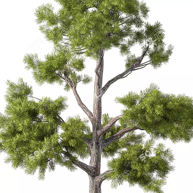 Nature's Majesty No.81 Tree 3D model image 3