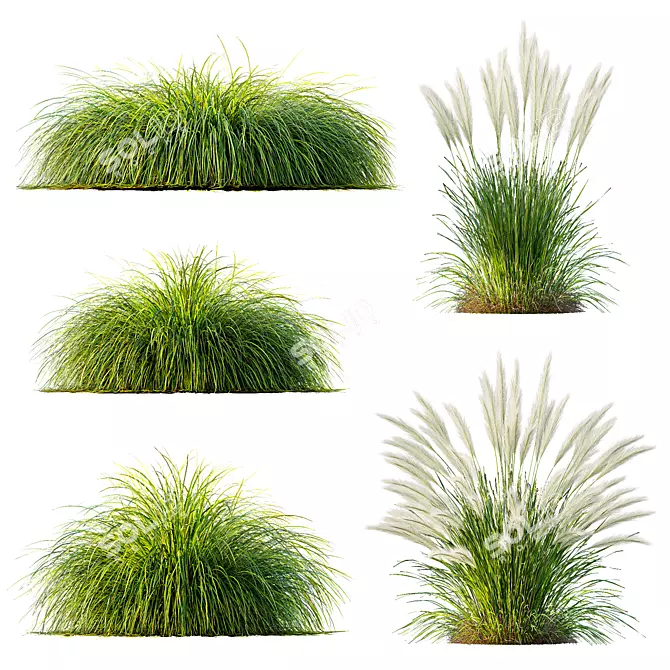 Variety of High-Quality Grass Models 3D model image 3