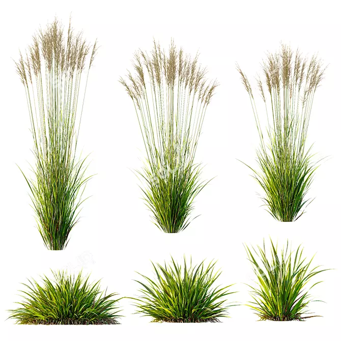 Variety of 3D Grass Models 3D model image 1