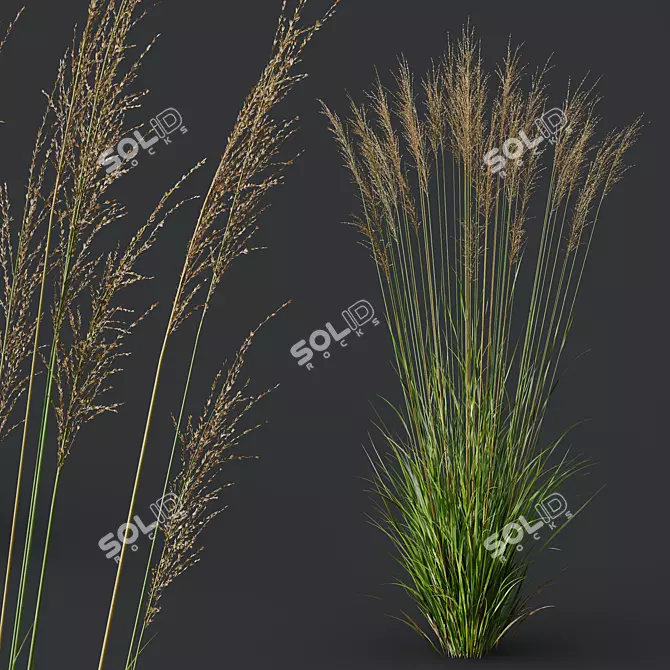 Variety of 3D Grass Models 3D model image 2