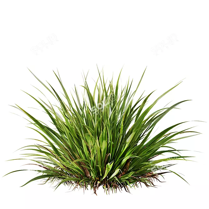 Variety of 3D Grass Models 3D model image 3