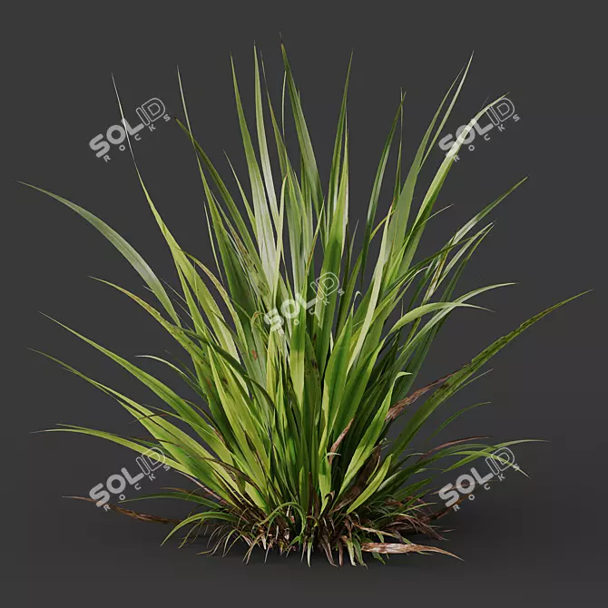 Variety of 3D Grass Models 3D model image 4