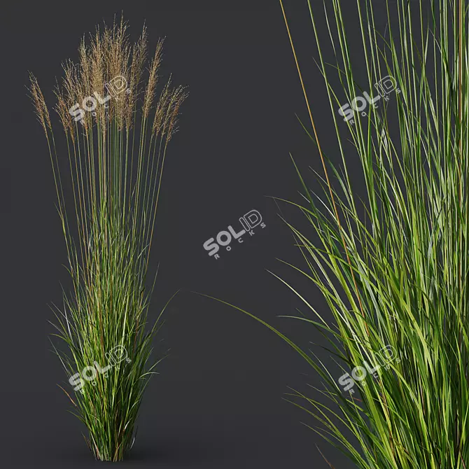 Variety of 3D Grass Models 3D model image 5