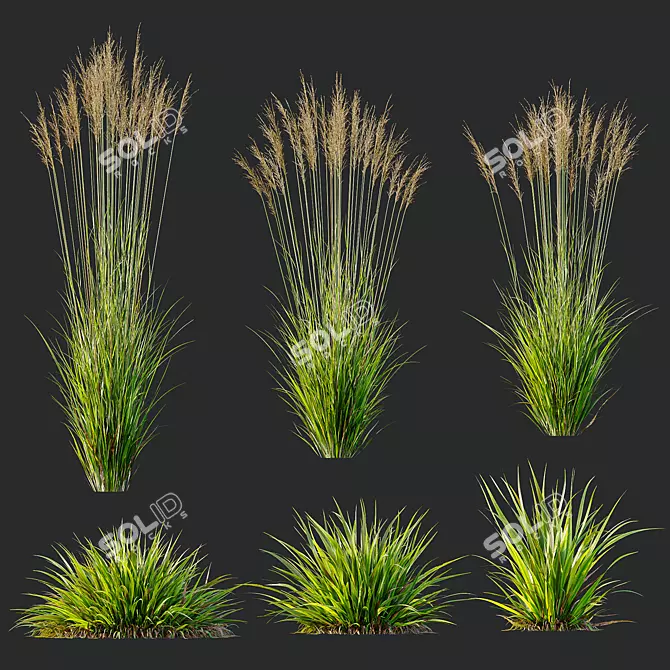 Variety of 3D Grass Models 3D model image 6