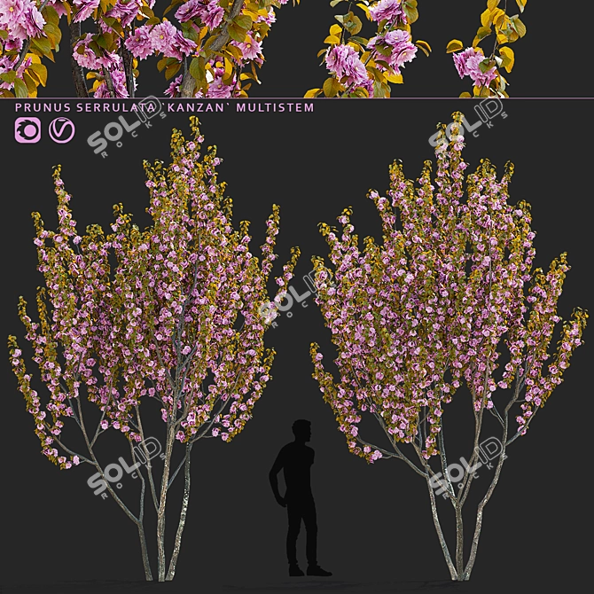 Kanzan Cherry Blossom Multi-Stem 3D model image 1