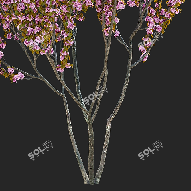 Kanzan Cherry Blossom Multi-Stem 3D model image 5