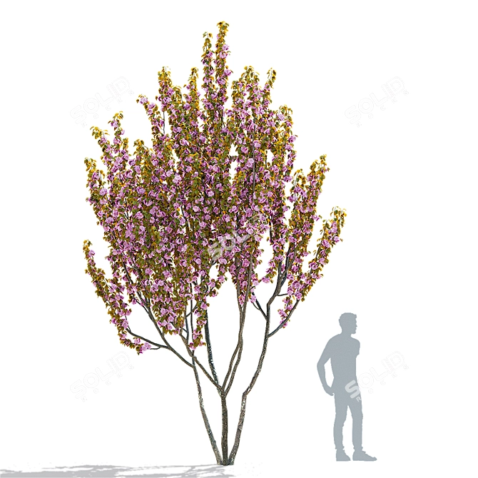 Kanzan Cherry Blossom Multi-Stem 3D model image 10