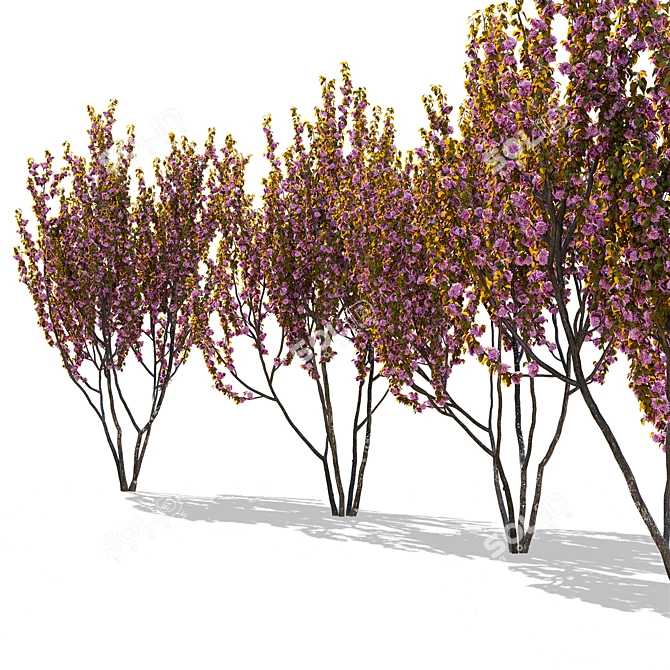 Kanzan Cherry Blossom Multi-Stem 3D model image 12