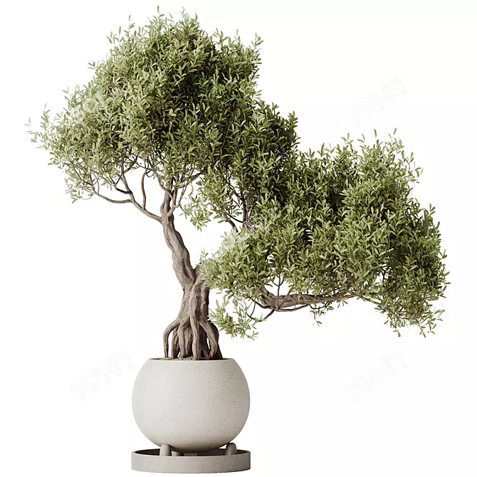 Ficus Ginseng Bonsai Tree Model 3D model image 1