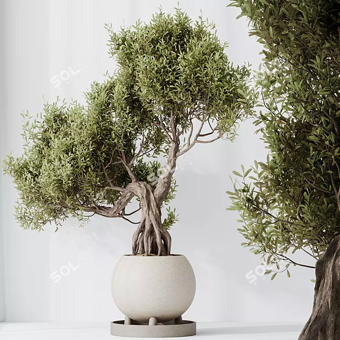 Ficus Ginseng Bonsai Tree Model 3D model image 2