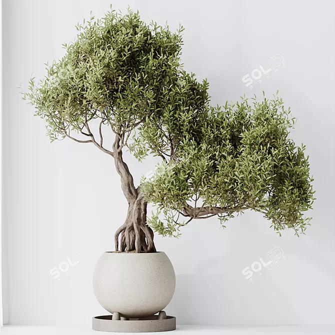 Ficus Ginseng Bonsai Tree Model 3D model image 3